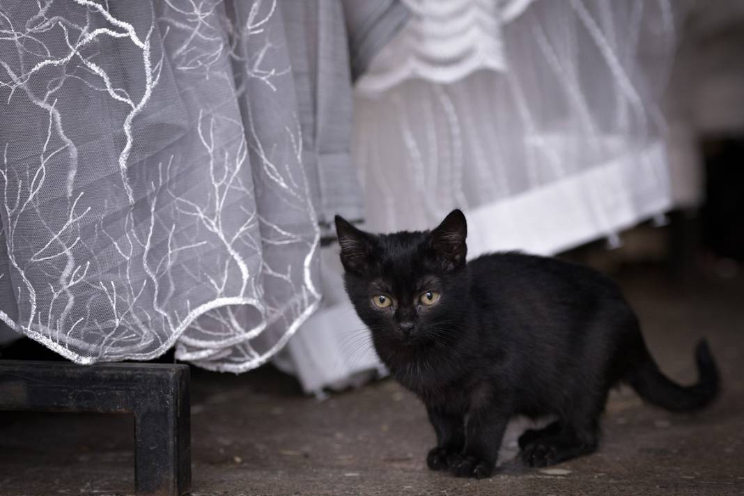 Esnaf ile kedilerin arasındaki samimiyet tebessüm ettirdi: Mamalarını vermeden bana rahat uyku yok 4