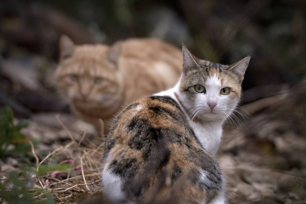 Esnaf ile kedilerin arasındaki samimiyet tebessüm ettirdi: Mamalarını vermeden bana rahat uyku yok 35