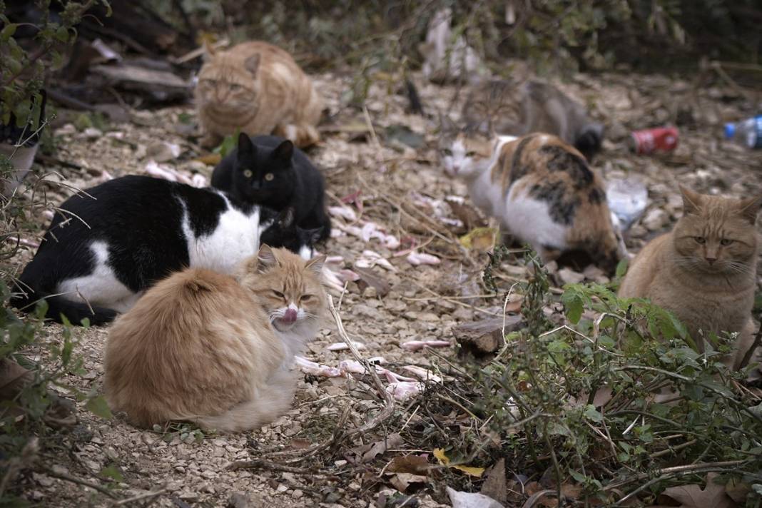 Esnaf ile kedilerin arasındaki samimiyet tebessüm ettirdi: Mamalarını vermeden bana rahat uyku yok 32