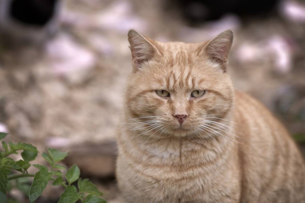 Esnaf ile kedilerin arasındaki samimiyet tebessüm ettirdi: Mamalarını vermeden bana rahat uyku yok 34