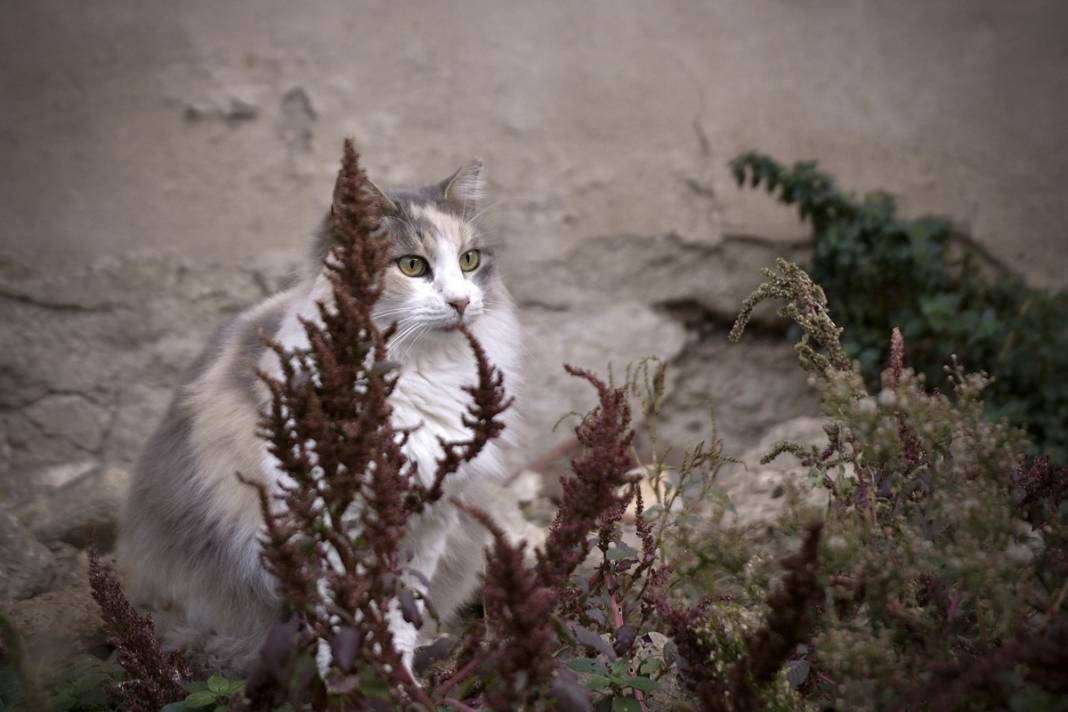 Esnaf ile kedilerin arasındaki samimiyet tebessüm ettirdi: Mamalarını vermeden bana rahat uyku yok 33