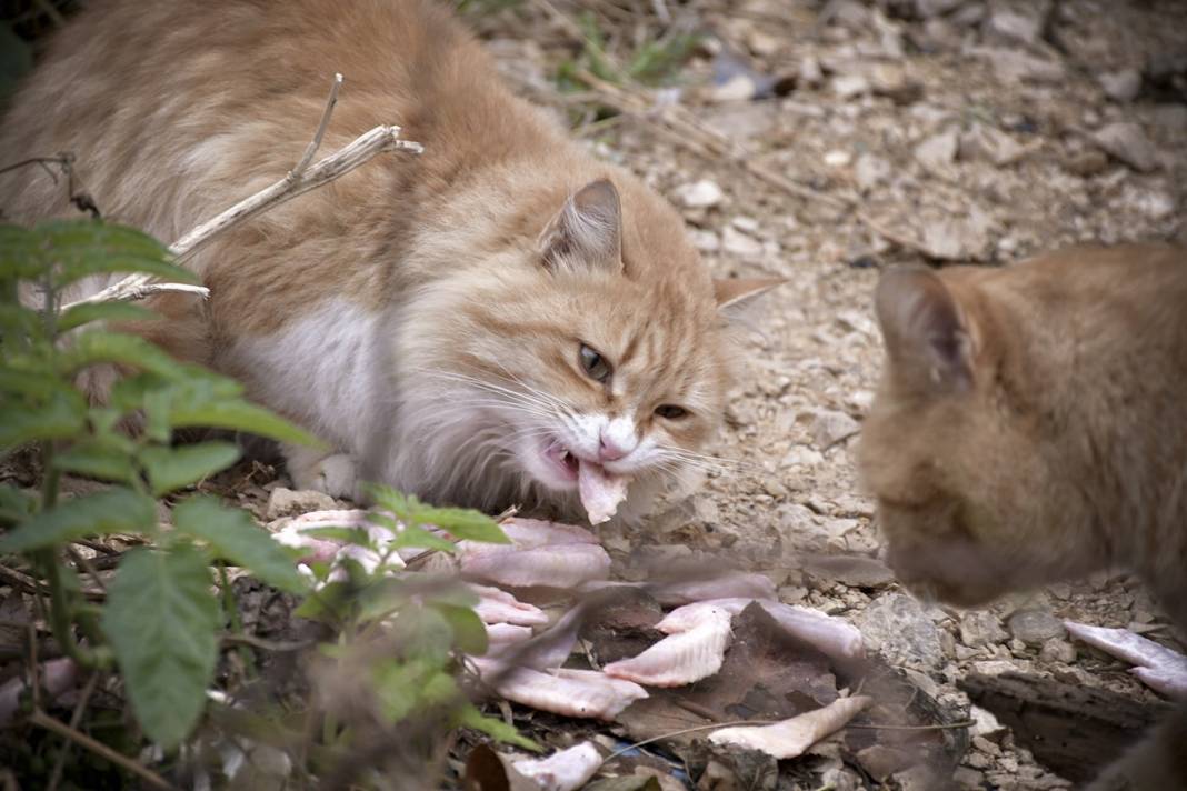 Esnaf ile kedilerin arasındaki samimiyet tebessüm ettirdi: Mamalarını vermeden bana rahat uyku yok 31