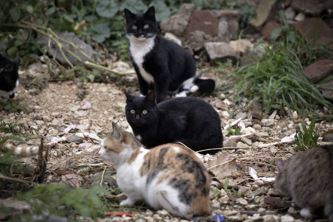 Esnaf ile kedilerin arasındaki samimiyet tebessüm ettirdi: Mamalarını vermeden bana rahat uyku yok 29