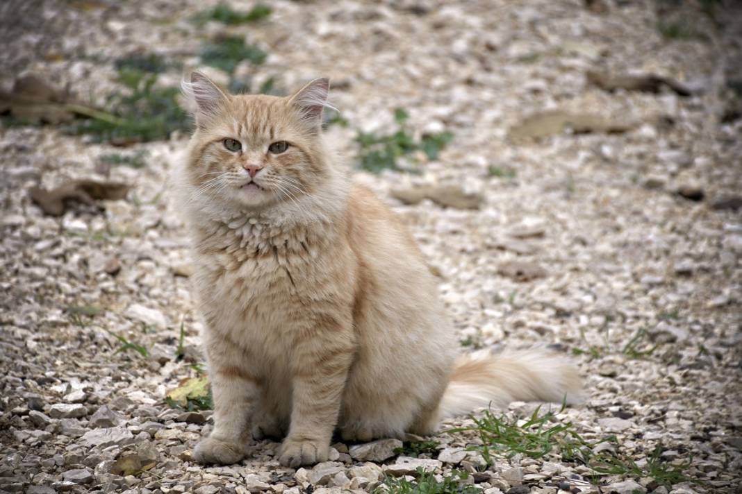Esnaf ile kedilerin arasındaki samimiyet tebessüm ettirdi: Mamalarını vermeden bana rahat uyku yok 30