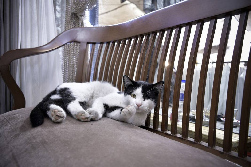 Esnaf ile kedilerin arasındaki samimiyet tebessüm ettirdi: Mamalarını vermeden bana rahat uyku yok 28