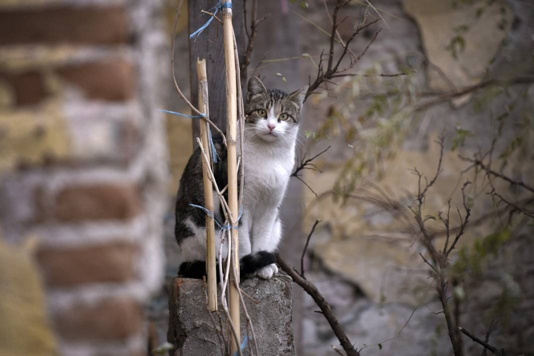 Esnaf ile kedilerin arasındaki samimiyet tebessüm ettirdi: Mamalarını vermeden bana rahat uyku yok 27