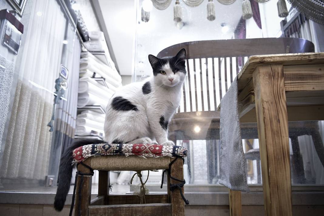 Esnaf ile kedilerin arasındaki samimiyet tebessüm ettirdi: Mamalarını vermeden bana rahat uyku yok 13