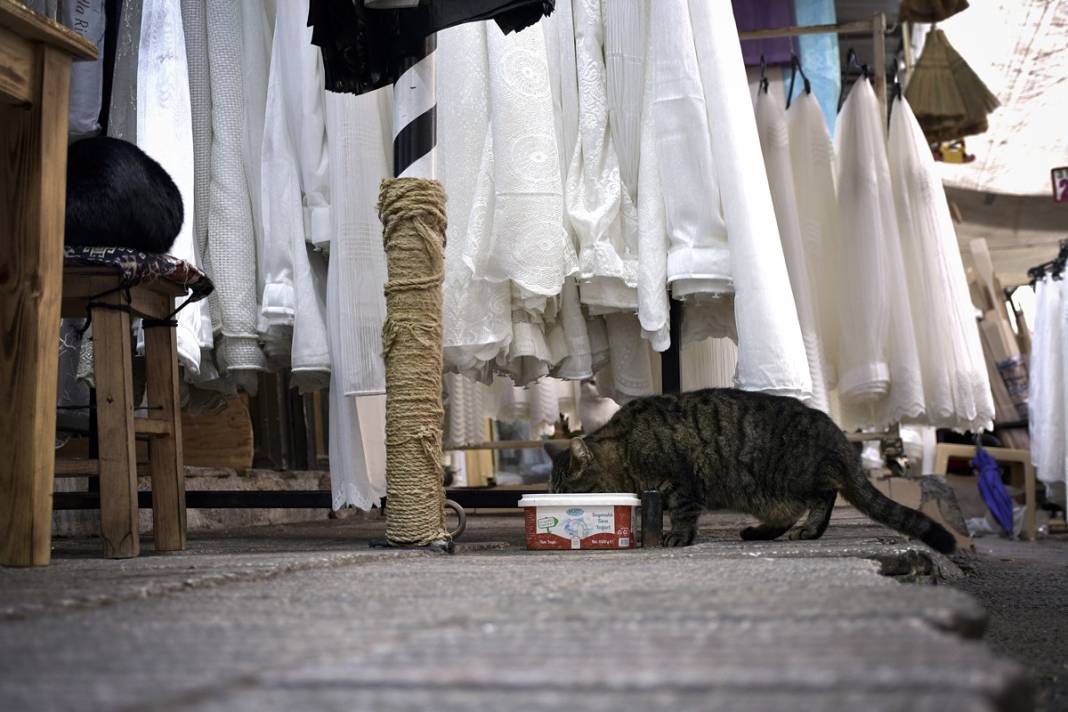 Esnaf ile kedilerin arasındaki samimiyet tebessüm ettirdi: Mamalarını vermeden bana rahat uyku yok 25