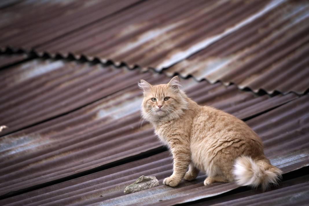 Esnaf ile kedilerin arasındaki samimiyet tebessüm ettirdi: Mamalarını vermeden bana rahat uyku yok 21