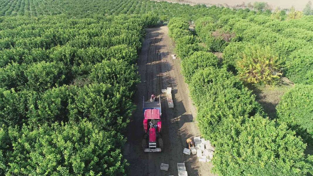 Vitamin deposu Rusların sofrasında: Yüzde 90'ı ihraç ediliyor 7