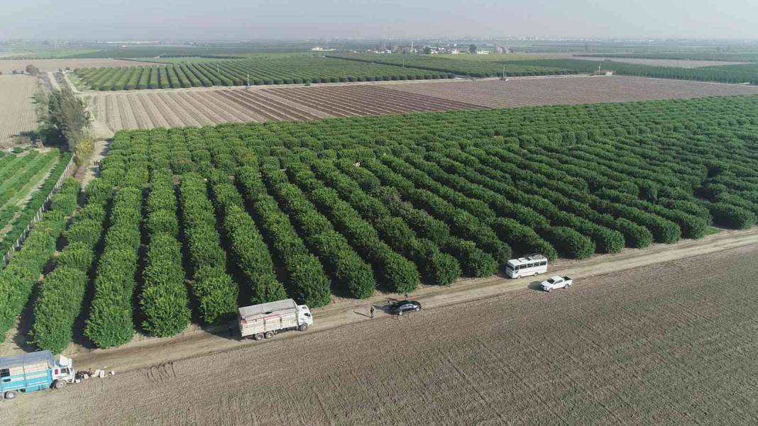 Vitamin deposu Rusların sofrasında: Yüzde 90'ı ihraç ediliyor 8