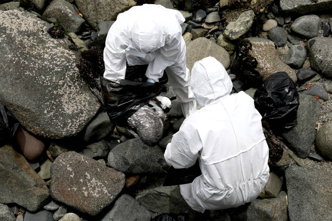 O ülkeden korkunç görüntüler! Ölüleri sahilden topluyorlar 7