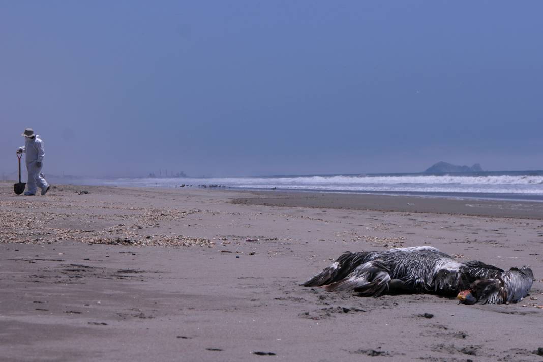 O ülkeden korkunç görüntüler! Ölüleri sahilden topluyorlar 6