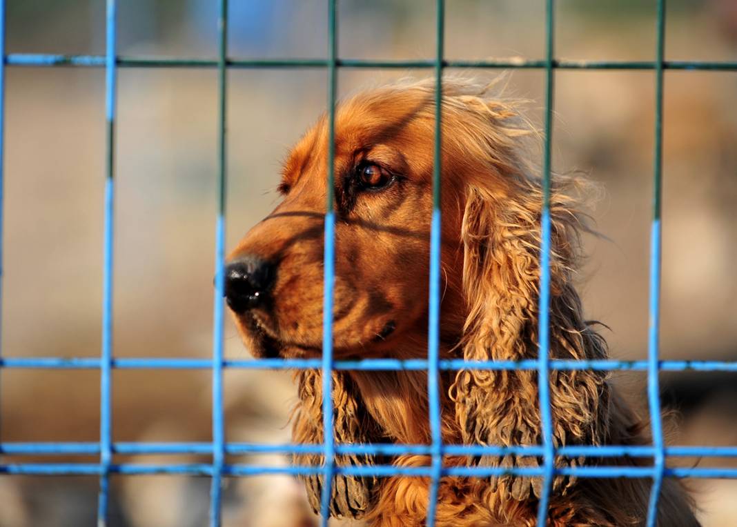 Mikroçip uygulamasında süre doldu: Sokağa terk edilen hayvan sayısı 3 kat arttı 1