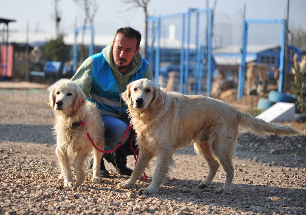 Mikroçip uygulamasında süre doldu: Sokağa terk edilen hayvan sayısı 3 kat arttı 2