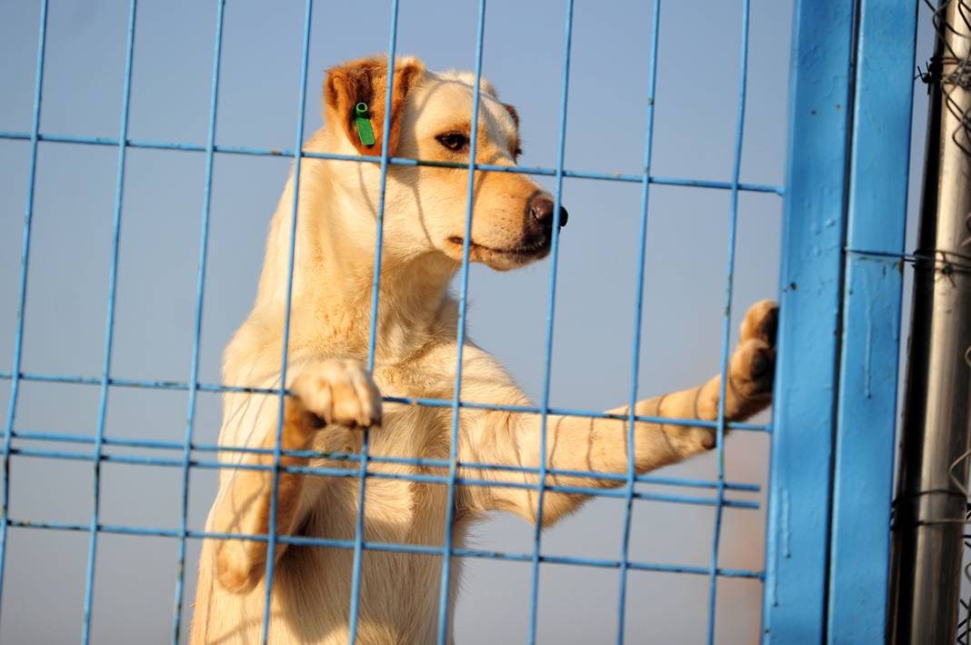 Mikroçip uygulamasında süre doldu: Sokağa terk edilen hayvan sayısı 3 kat arttı 4