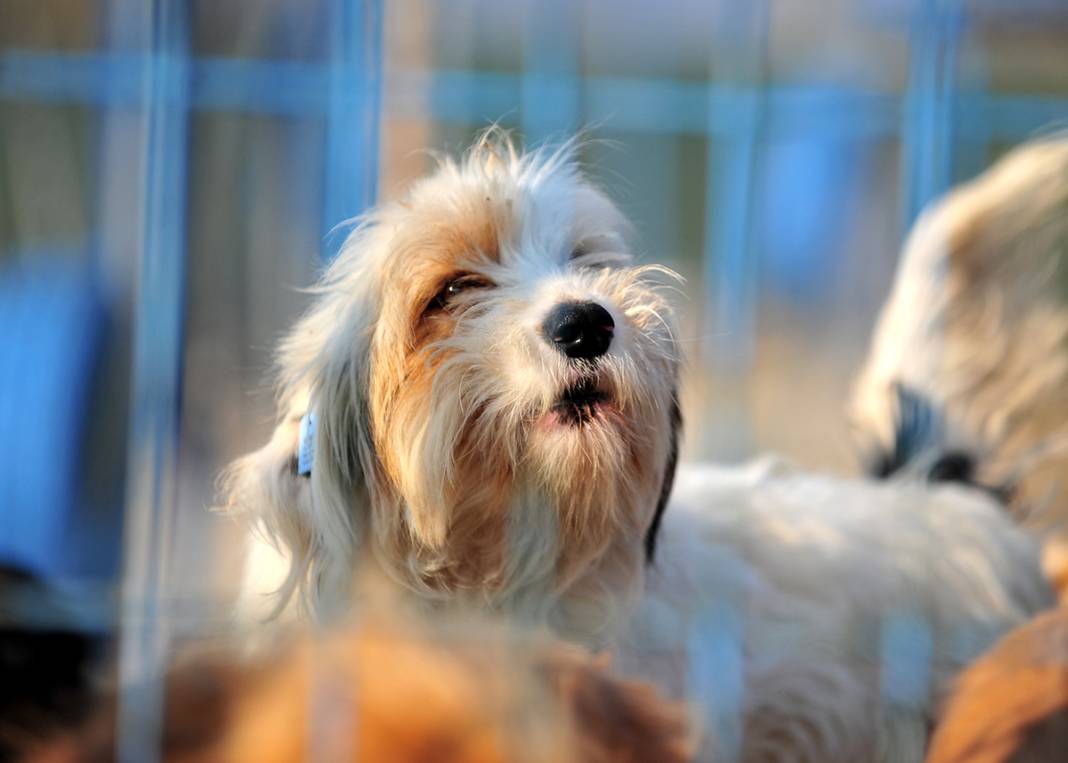 Mikroçip uygulamasında süre doldu: Sokağa terk edilen hayvan sayısı 3 kat arttı 5