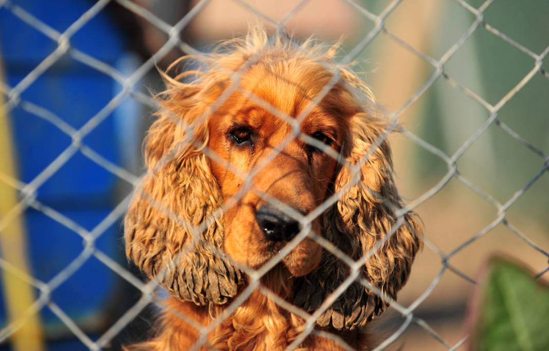 Mikroçip uygulamasında süre doldu: Sokağa terk edilen hayvan sayısı 3 kat arttı 3