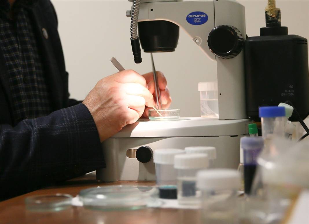 Bilim dünyasını heyecanlandıran canlı! Zonguldak'taki mağarada keşfedildi 2