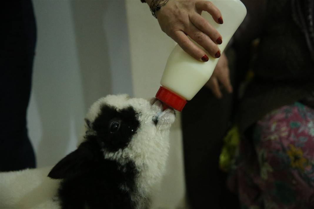 Biberonla besliyor, altına bez bağlıyor... 'Boncuk' Gülcihan teyzenin dördüncü çocuğu oldu 16