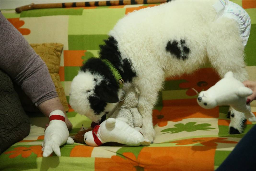Biberonla besliyor, altına bez bağlıyor... 'Boncuk' Gülcihan teyzenin dördüncü çocuğu oldu 5