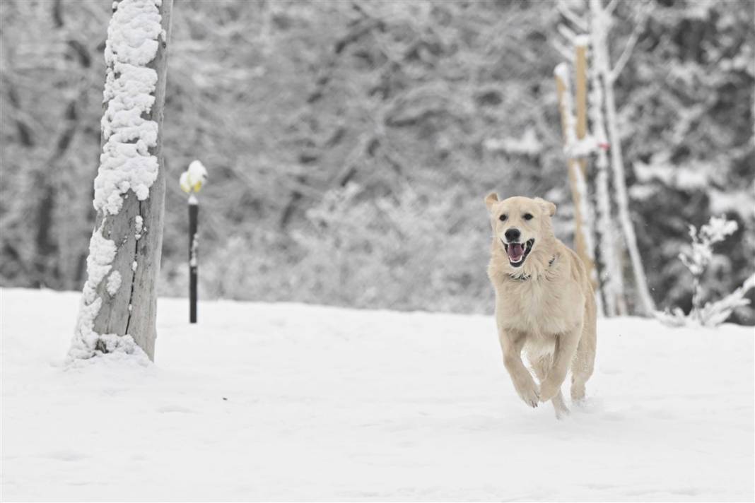 Ankara güne bembeyaz uyandı! Kar yağışı gün boyu devam edecek 9