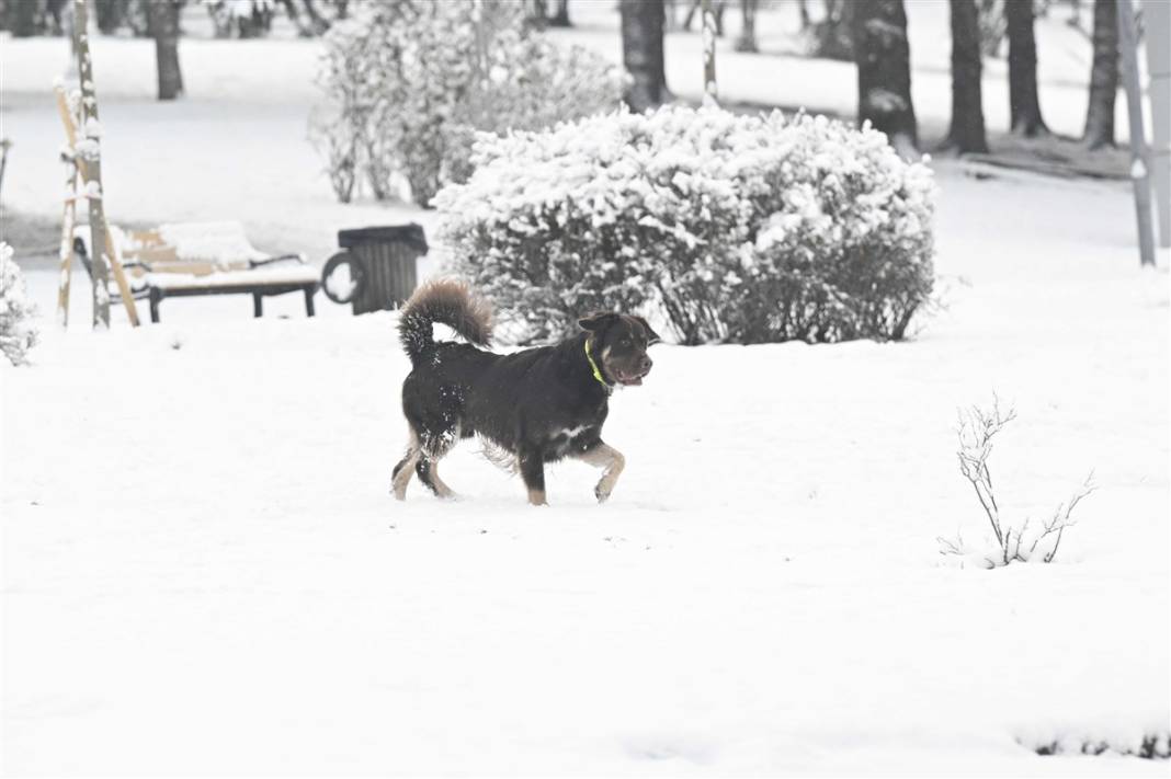 Ankara güne bembeyaz uyandı! Kar yağışı gün boyu devam edecek 4