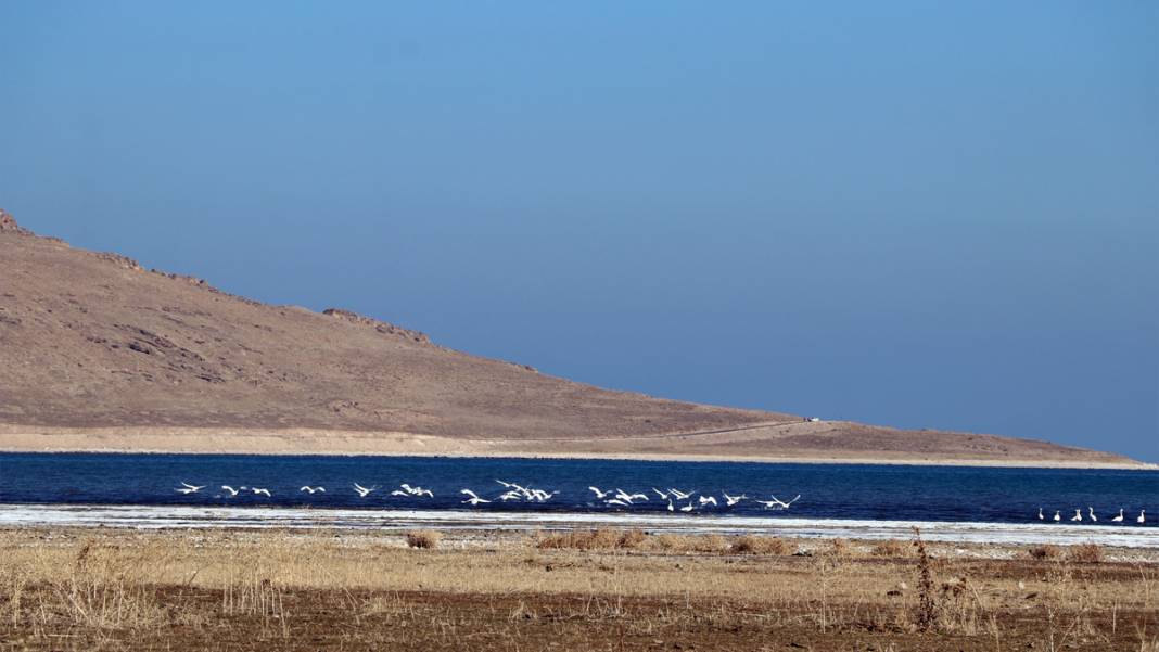 Rusya'dan göç edip Van'a geldiler: Jandarmadan kuğu nöbeti 1