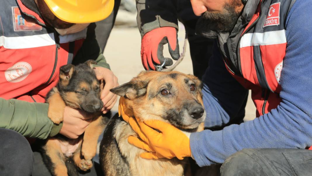 Anne köpek ve yavrularından 124 saatlik direniş: Diyarbakır'ın 'minik mucizeleri' 8