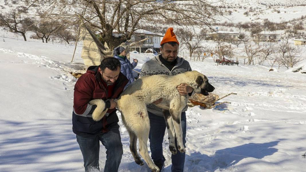 Enkazdan kurtarılan can dostlarımız umut oldu 1