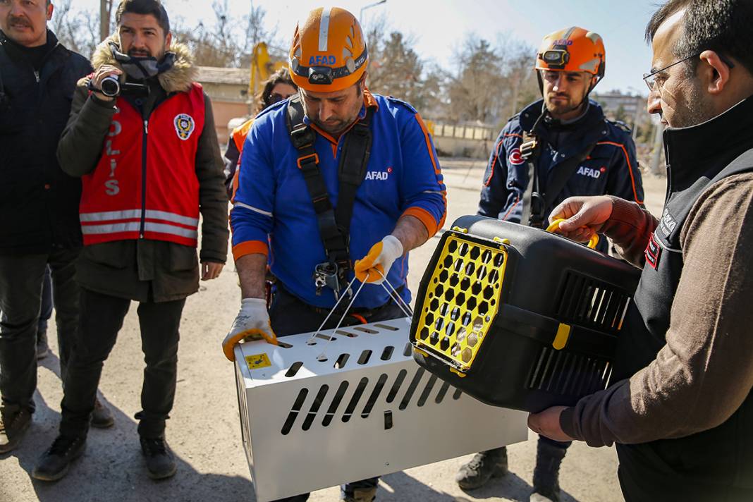 Tepkiler üzerine yıkımı durdurulmuştu: Kurtarılan kedi sayısı 13'e yükseldi 7