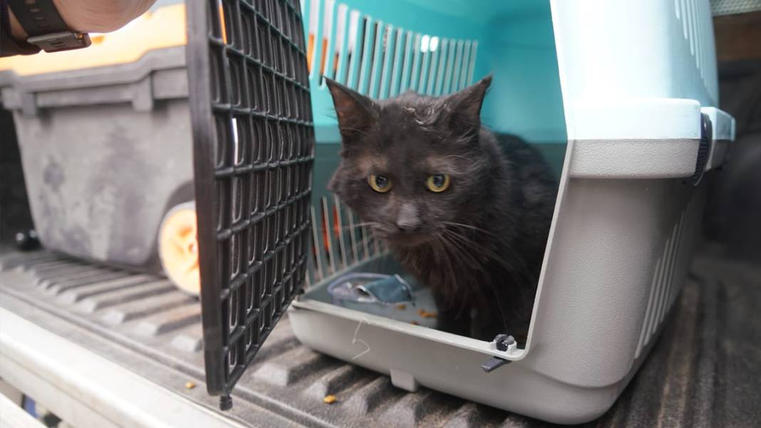 Yedi can hayata yeniden 'merhaba' dedi: Galeria'daki yıkım sosyal medyayı ayağa kaldırmıştı 4