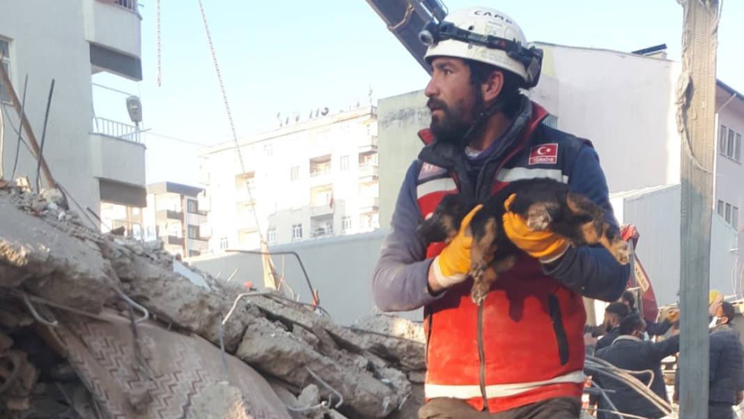 Anne köpek ve yavrularından 124 saatlik direniş: Diyarbakır'ın 'minik mucizeleri' 5
