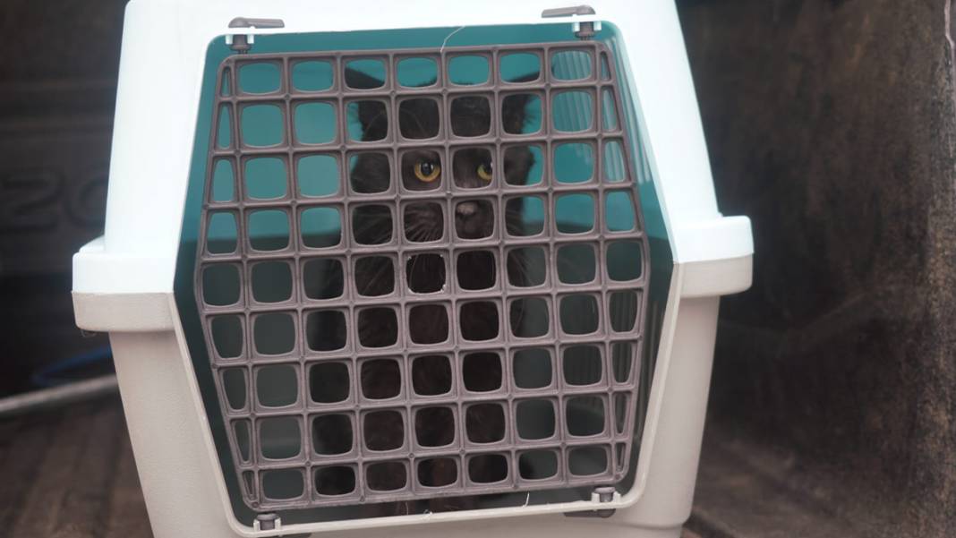 Yedi can hayata yeniden 'merhaba' dedi: Galeria'daki yıkım sosyal medyayı ayağa kaldırmıştı 5