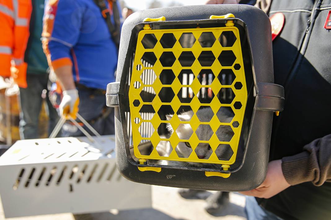 Tepkiler üzerine yıkımı durdurulmuştu: Kurtarılan kedi sayısı 13'e yükseldi 10