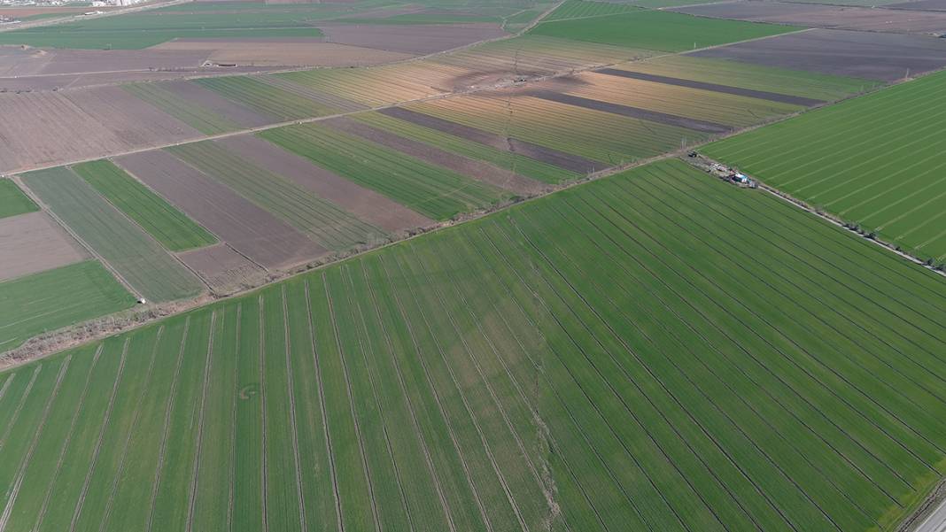 Tarlalar yarıldı, tümsekler oluştu, fareler istila etti... Kuşbakışı facia 10