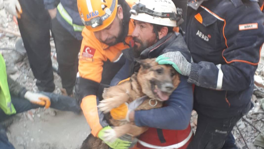 Anne köpek ve yavrularından 124 saatlik direniş: Diyarbakır'ın 'minik mucizeleri' 6