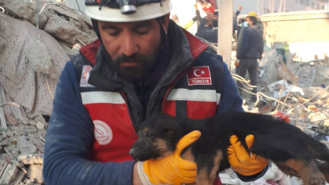 Anne köpek ve yavrularından 124 saatlik direniş: Diyarbakır'ın 'minik mucizeleri' 7