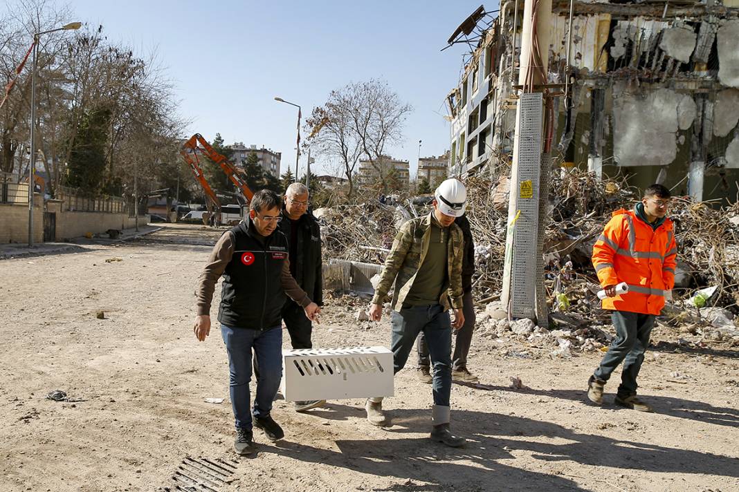 Tepkiler üzerine yıkımı durdurulmuştu: Kurtarılan kedi sayısı 13'e yükseldi 2