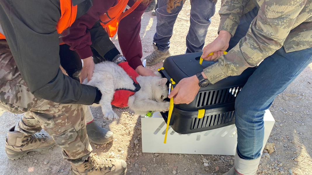 Tepkiler üzerine yıkımı durdurulmuştu: Kurtarılan kedi sayısı 13'e yükseldi 3