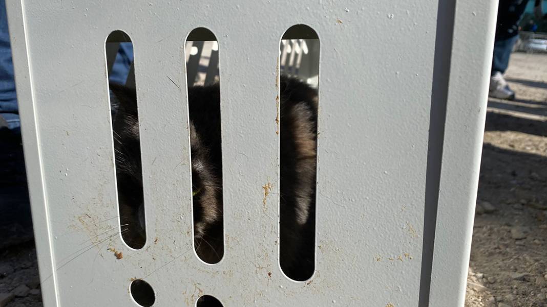 Tepkiler üzerine yıkımı durdurulmuştu: Kurtarılan kedi sayısı 13'e yükseldi 5