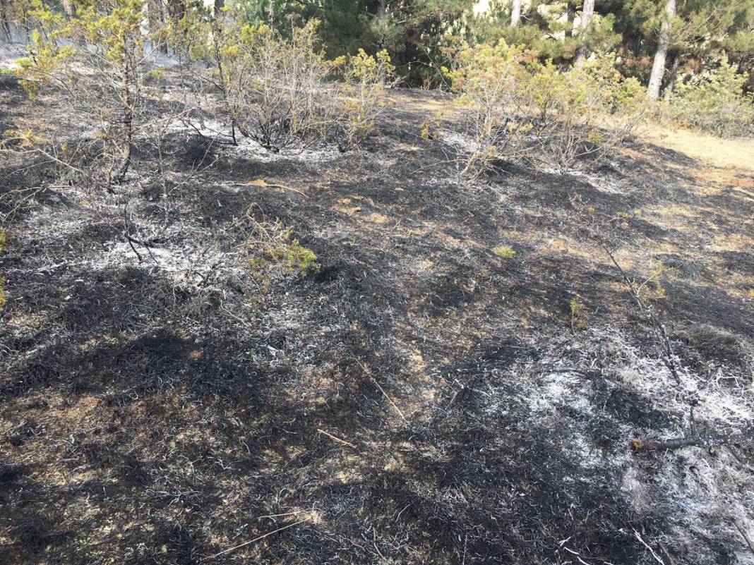 Çöp yakmak isterken ormanı tutuşturdu 3
