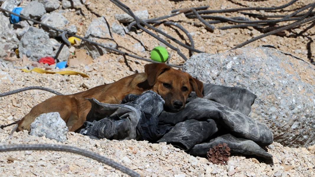 Mahalleler boşaldı, hayvanlar kimsesiz kaldı: Sokaktaki canlar yiyecek bulamıyor 1