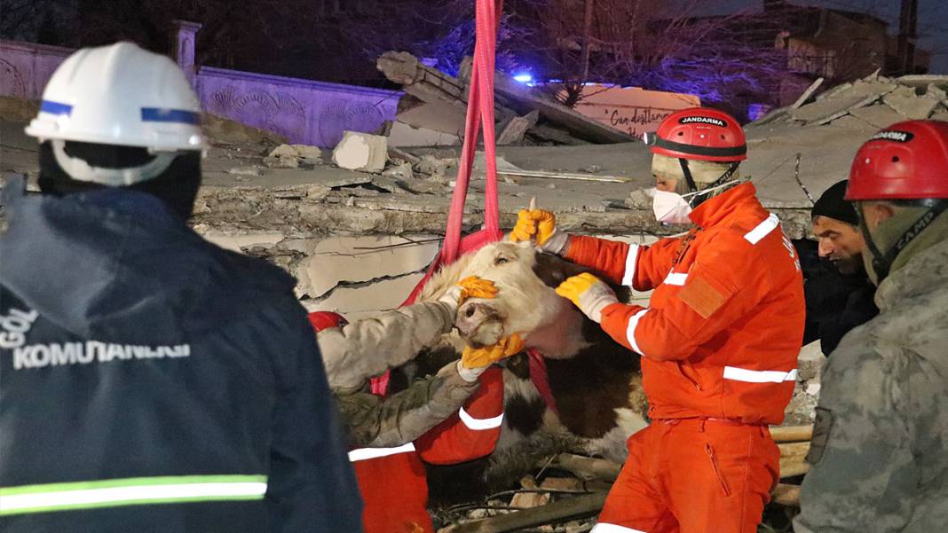 Enkazdan kurtarılan can dostlarımız umut oldu 4