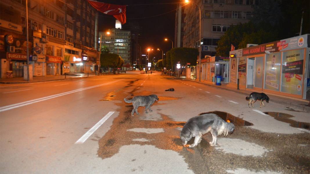 Mahalleler boşaldı, hayvanlar kimsesiz kaldı: Sokaktaki canlar yiyecek bulamıyor 2