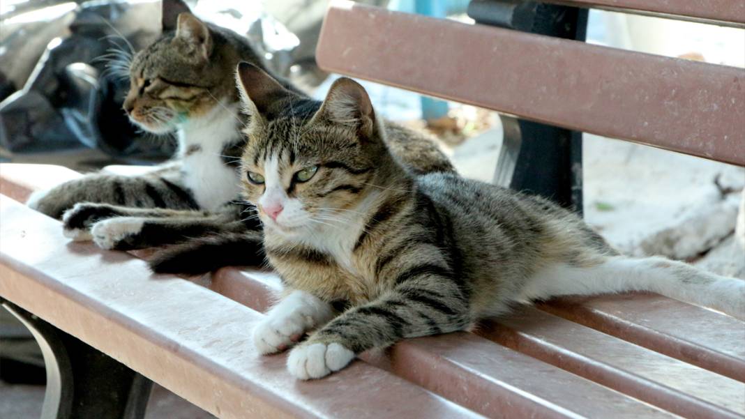 Mahalleler boşaldı, hayvanlar kimsesiz kaldı: Sokaktaki canlar yiyecek bulamıyor 3