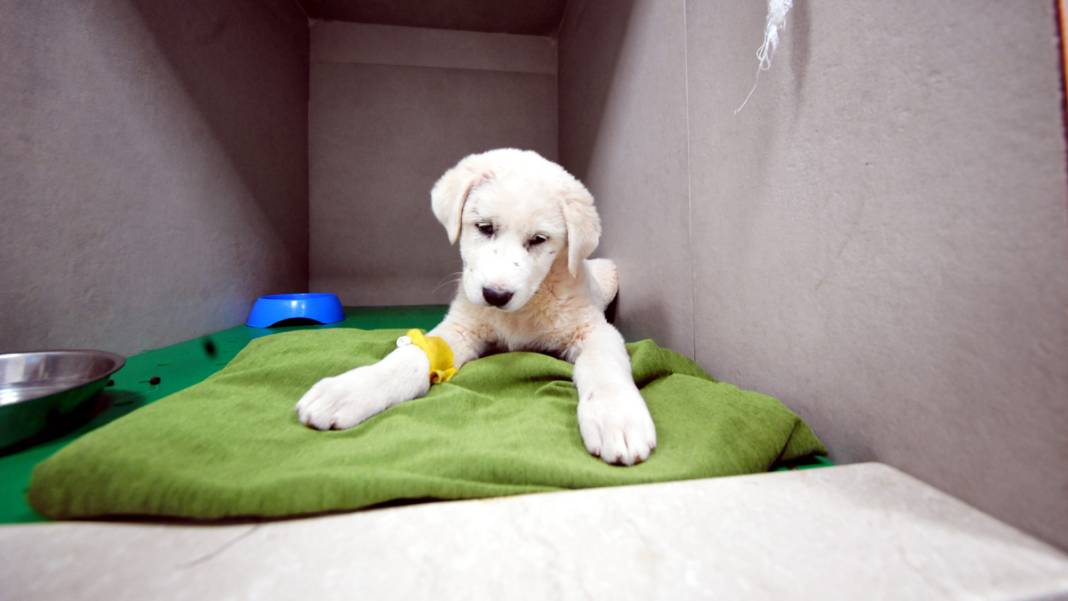 Enkazdan kurtarılan can dostlarımız umut oldu 6