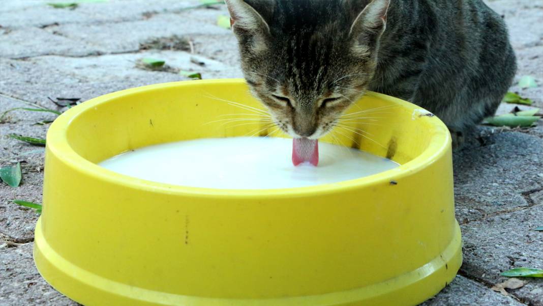 Mahalleler boşaldı, hayvanlar kimsesiz kaldı: Sokaktaki canlar yiyecek bulamıyor 4