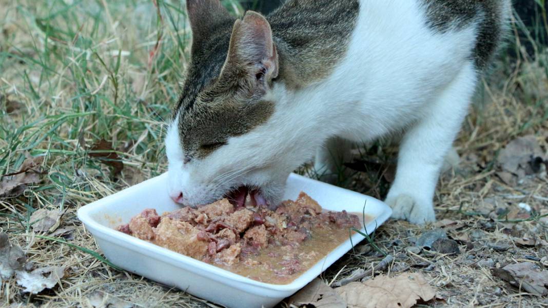 Mahalleler boşaldı, hayvanlar kimsesiz kaldı: Sokaktaki canlar yiyecek bulamıyor 5