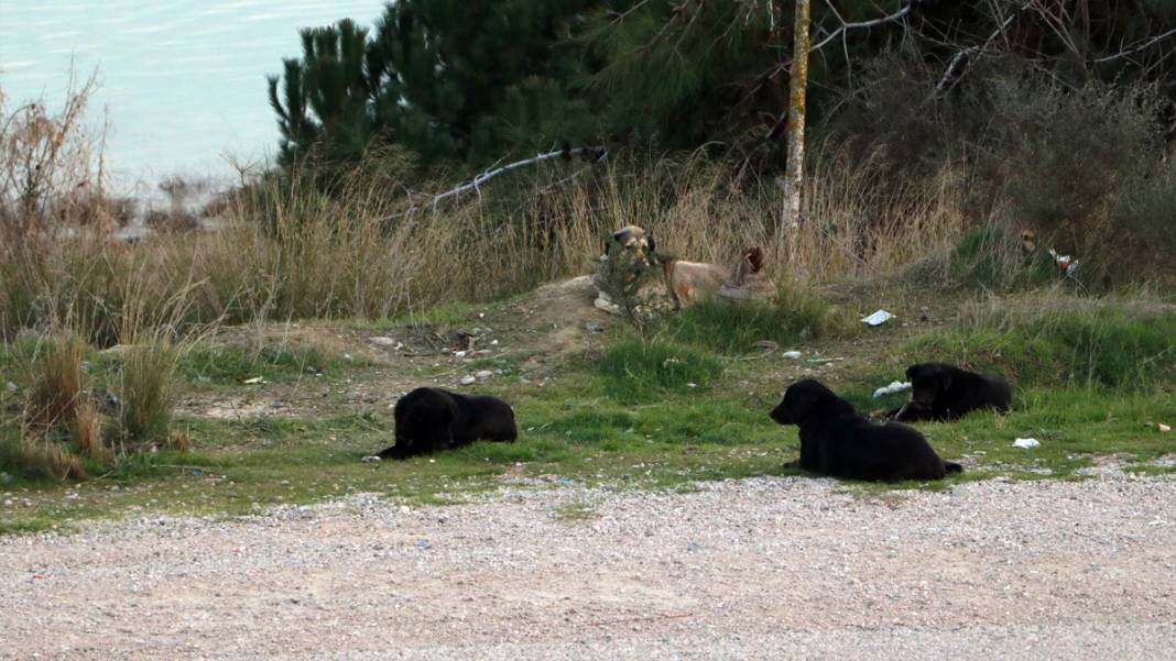Mahalleler boşaldı, hayvanlar kimsesiz kaldı: Sokaktaki canlar yiyecek bulamıyor 6